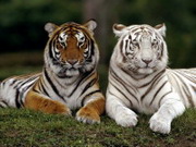 Белоснежные бенгальские тигры являются просто-напросто разновидностью  рыжеватых…   
